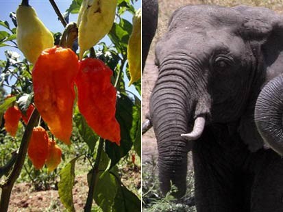 World's Hottest Chili to Repel Elephants