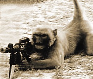 Taliban Monkey Terrorists
