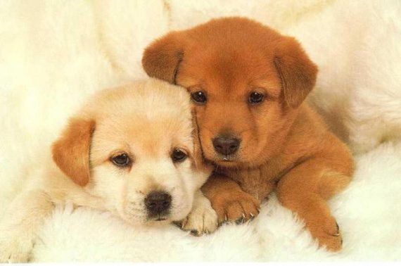 dogs-puppies-for-sale-1