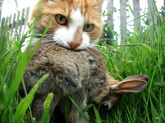 cat-with-rabbit-in-mouth