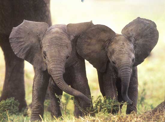 two-elephants