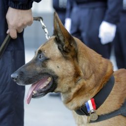 The Supreme Court on Tuesday sided with a drug-sniffing German shepherd named Aldo, above, in ruling that police do not have to extensively document a dog’s expertise to justify relying on the animal to search someone’s vehicle.