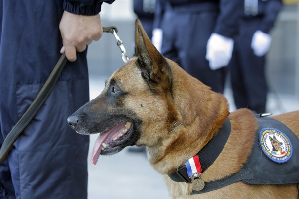 The Supreme Court on Tuesday sided with a drug-sniffing German shepherd named Aldo, above, in ruling that police do not have to extensively document a dog's expertise to justify relying on the animal to search someone's vehicle.