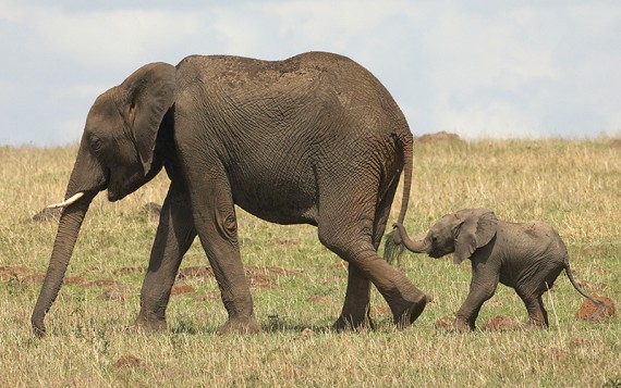 Elephant and Baby Elephant