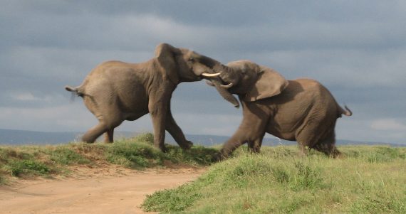 Elephants Fighting