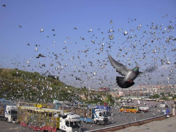 Pigeon Racing