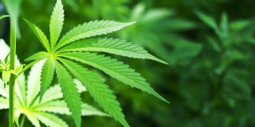 California, Two Other States, Legalize Recreational Marijuana