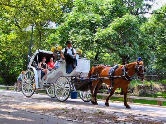 horse-and-carriage-central-park