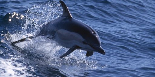 Ukraine's Military Dolphins Defect To Russia