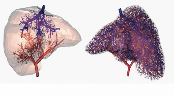 vascular-network-human-liver-3d-printing