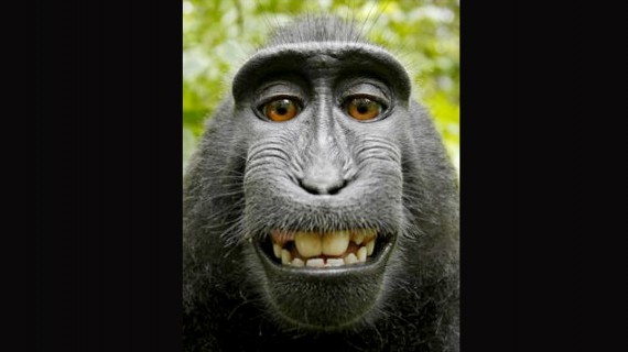 Monkey Selfie