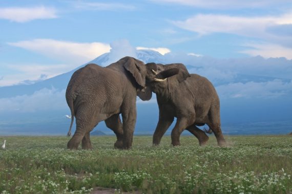 When Bull Elephants Fight by Roger L. Youmans