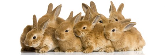 group of bunnies