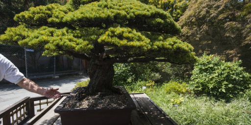 The Bonsai Tree That Survived A Nuclear Blast