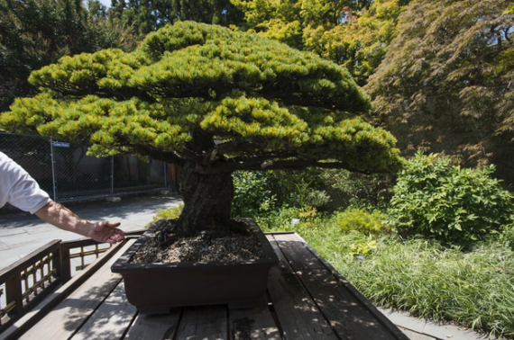 Atomic Bomb Bonsai Tree