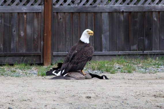 Bald Eagle Goose