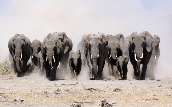 Stampeding Elephants