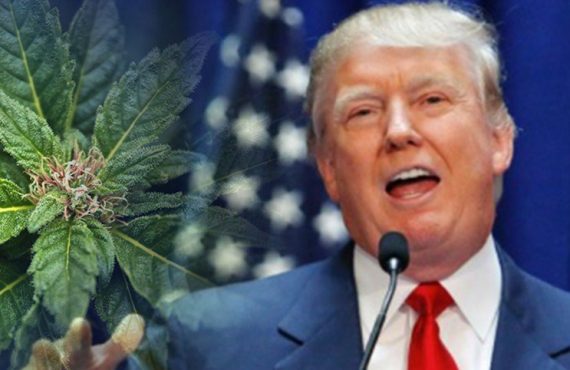 Trump Marijuana