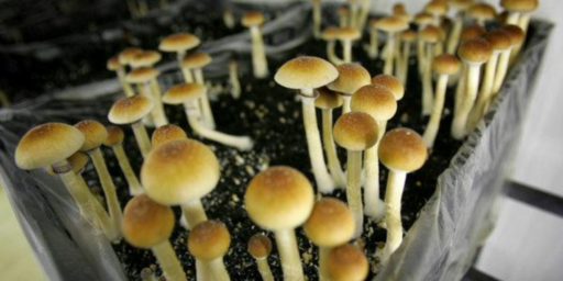 Denver Votes To Decriminalize Psychadelic Mushrooms