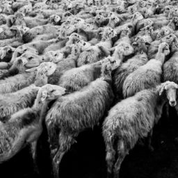 black and white, animal, herd, sheep, mammal, monochrome, wool, fauna, vertebrate, sheeps, mass, monochrome photography, cattle like mammal