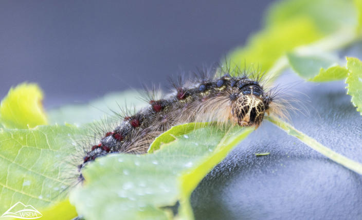 Are There More Moths This Year? - The New York Times